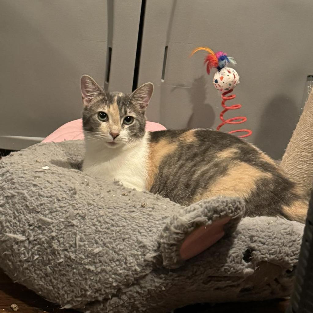 Purrvana, Adoptable, Adult Female Domestic Short Hair.