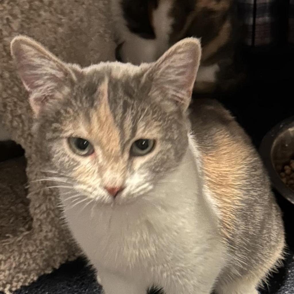 Enlarge Purrvana, a Adoptable Domestic Short Hair in Winchester, VA image 2/6