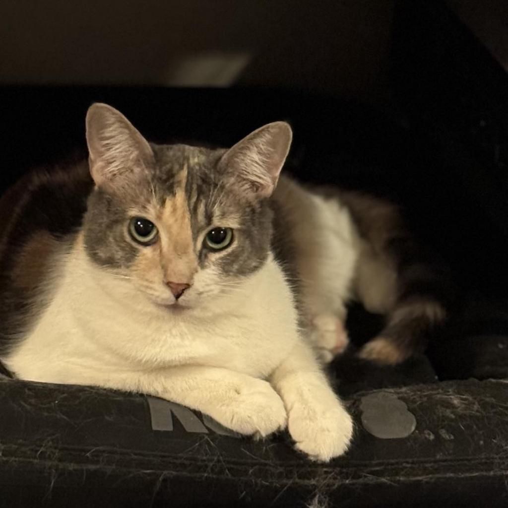 Purrvana, a Adoptable Domestic Short Hair in Winchester, VA image 3/6