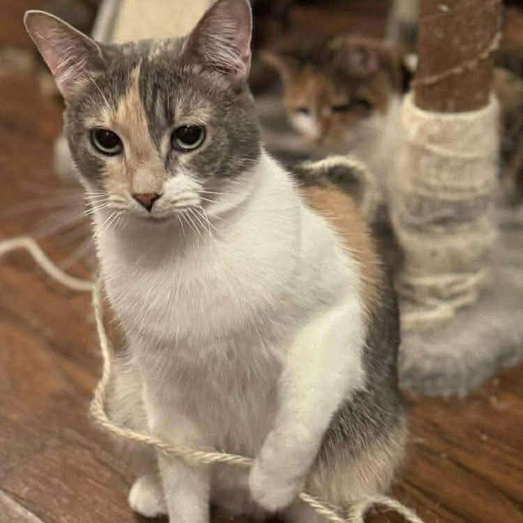 Purrvana, a Adoptable Domestic Short Hair in Winchester, VA image 4/6