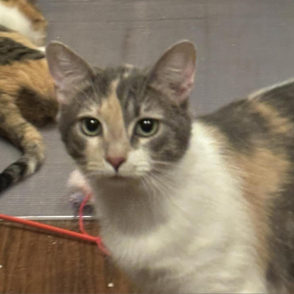 Enlarge Purrvana, a Adoptable Domestic Short Hair in Winchester, VA image 3/6