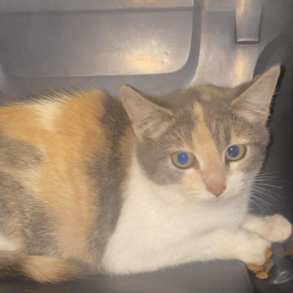 Enlarge Purrvana, a Adoptable Domestic Short Hair in Winchester, VA image 6/6