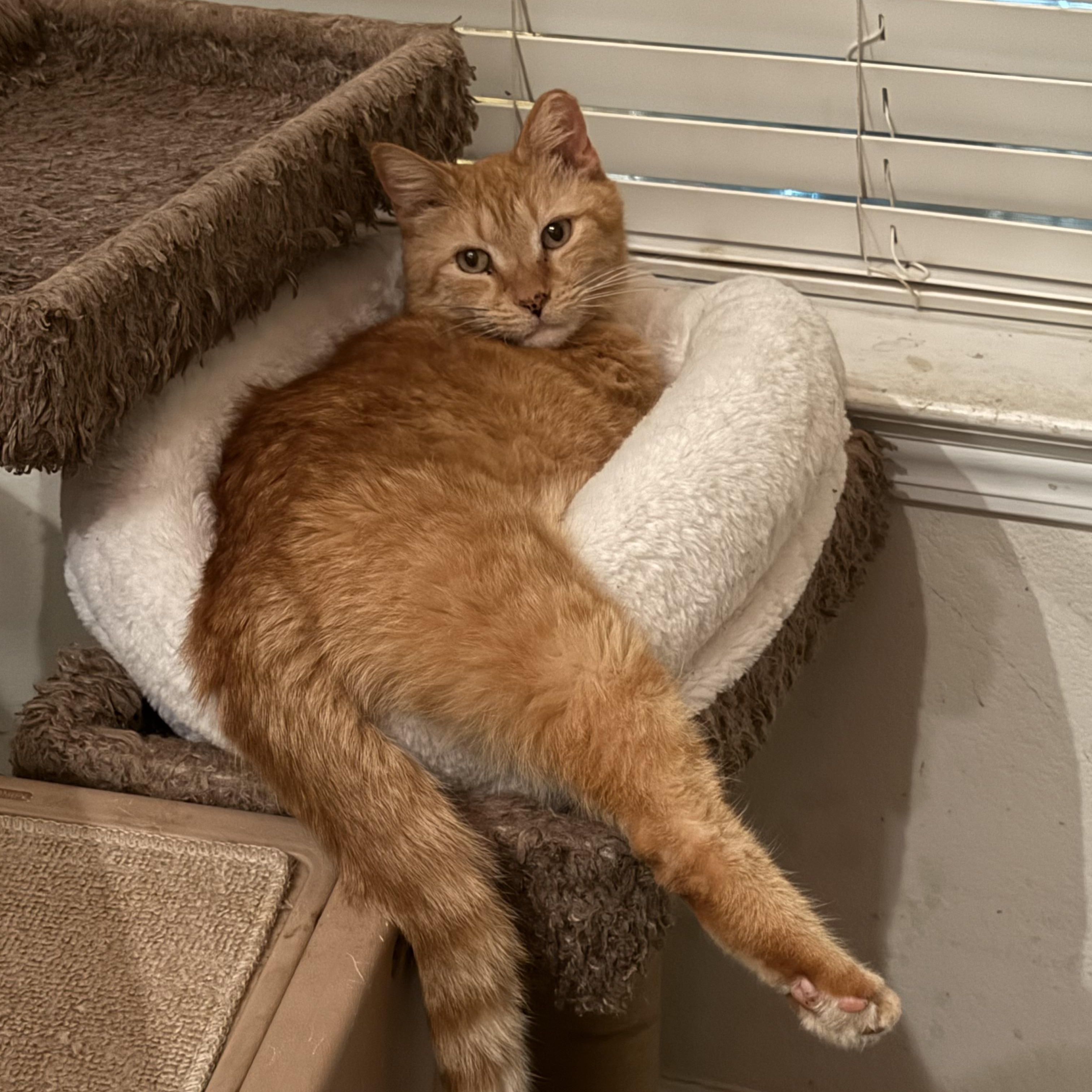 Hawaii, ADOPTABLE, Adult Male Domestic Short Hair.