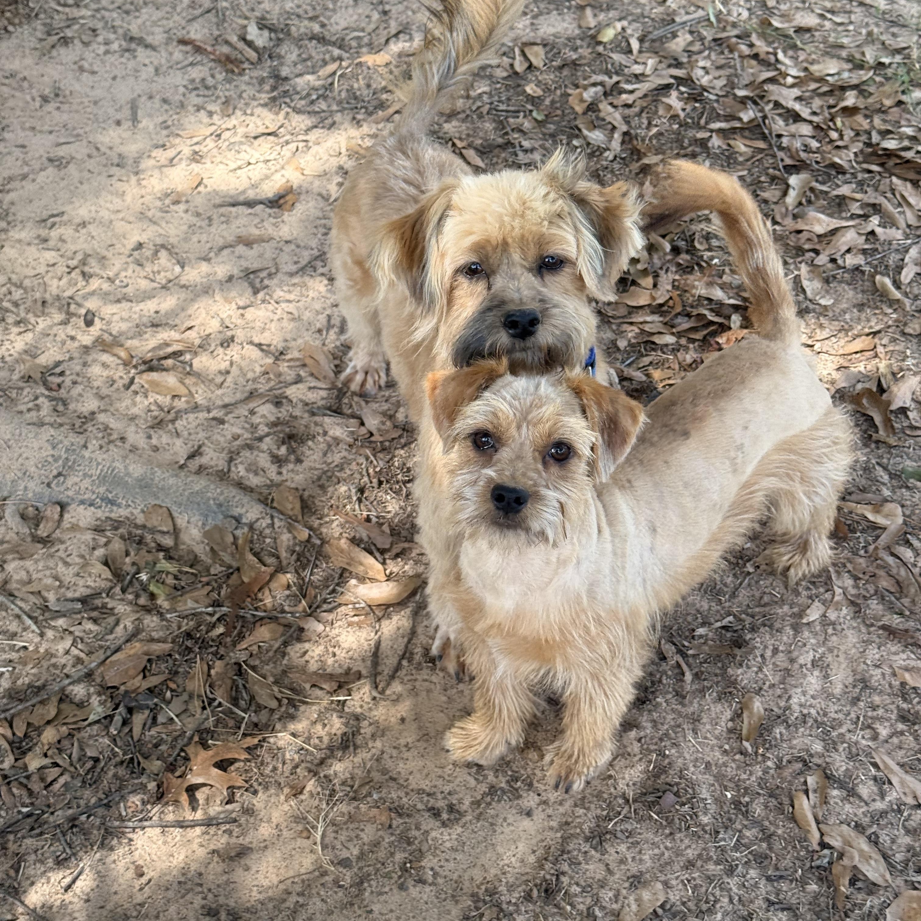 Bisque, a Adoptable mixed breed in Texarkana, TX image 2/5