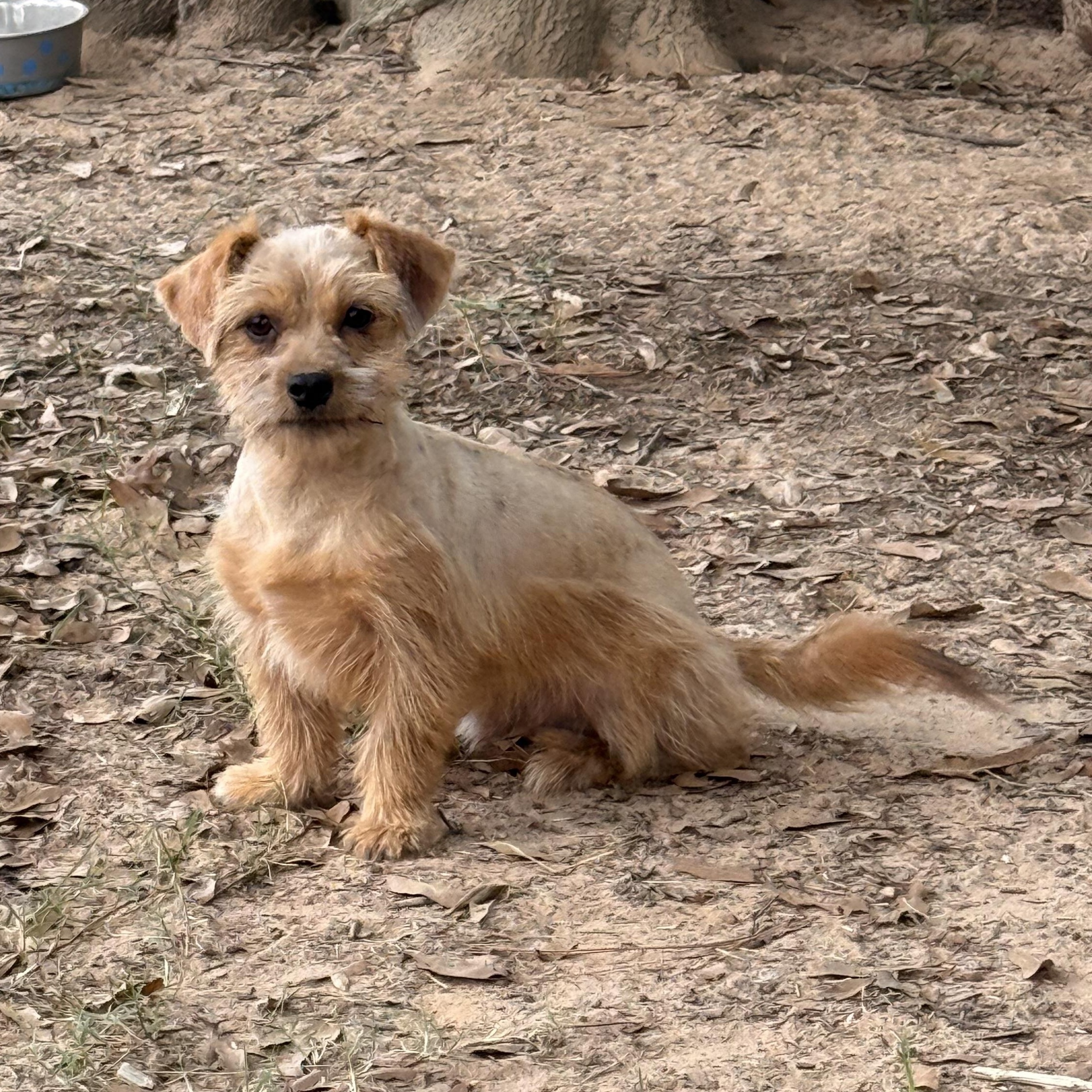 Bisque, Adoptable, Young Male Shih Tzu.