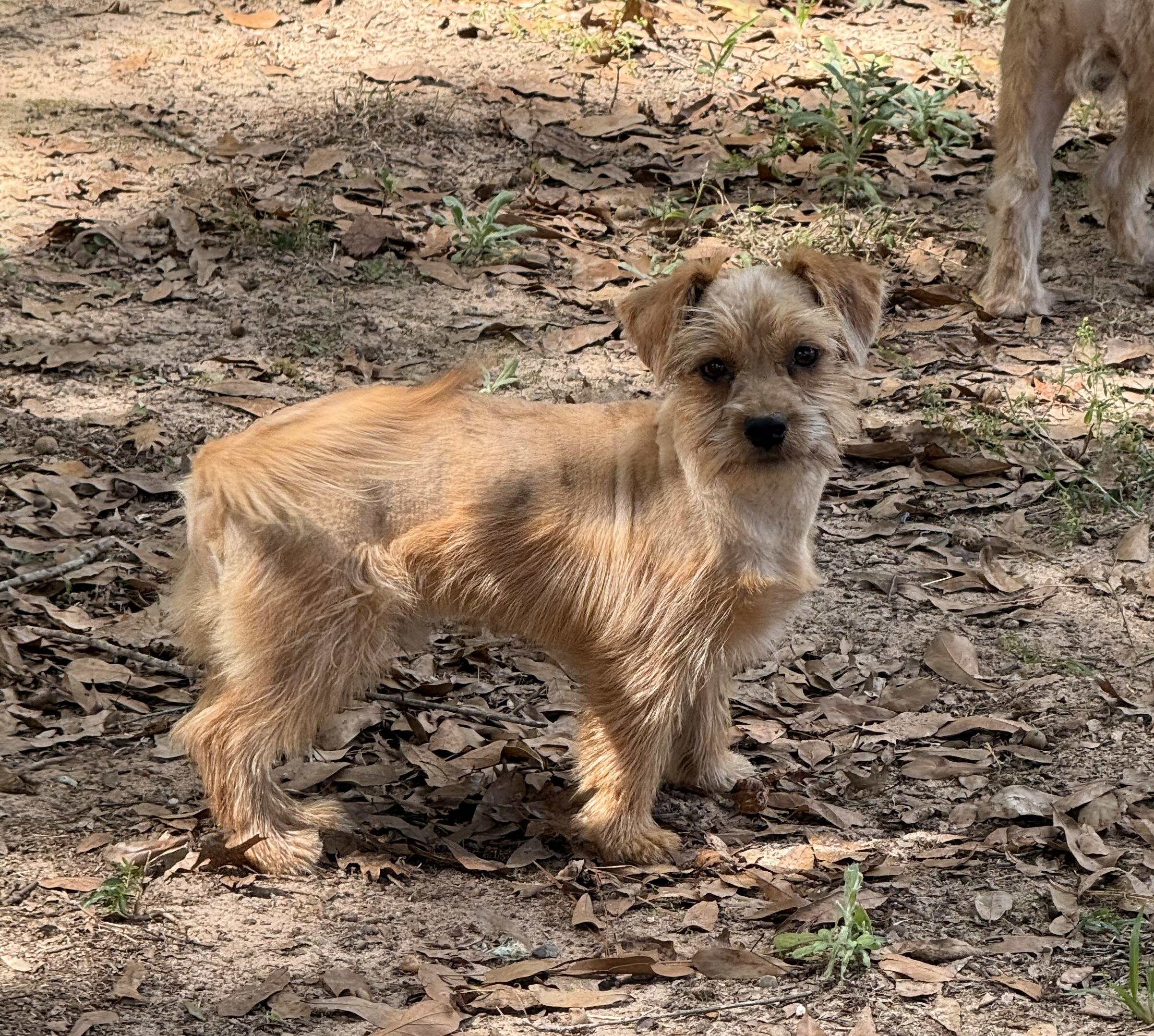 Bisque, a Adoptable mixed breed in Texarkana, TX image 3/5