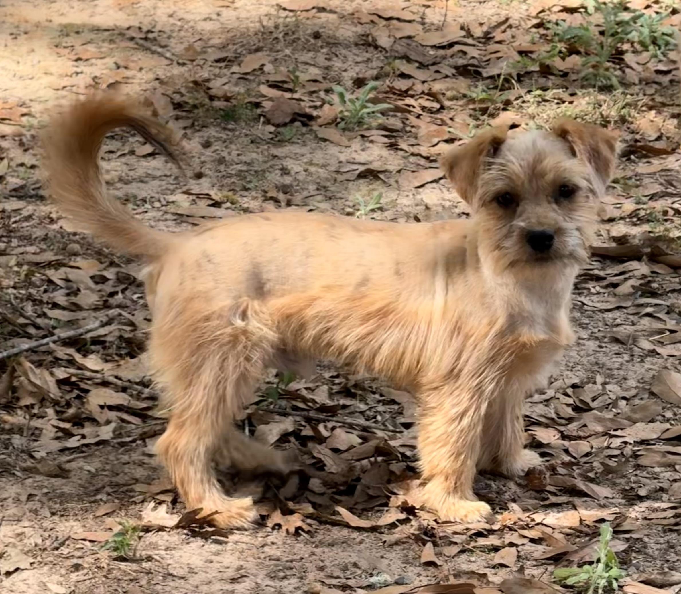 Bisque, a Adoptable mixed breed in Texarkana, TX image 4/5