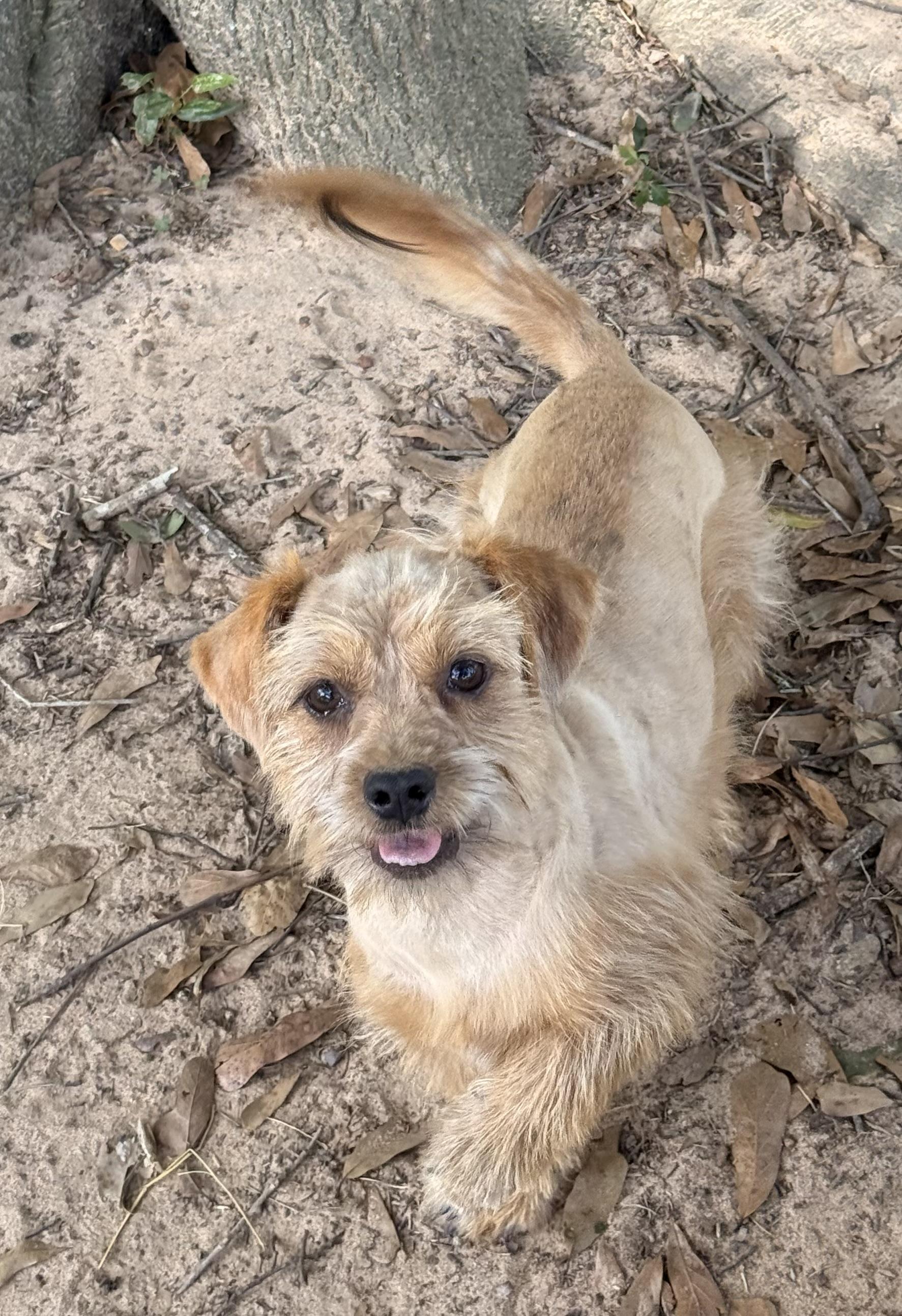 Bisque, a Adoptable mixed breed in Texarkana, TX image 5/5