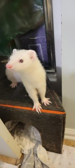Louise, Adoptable, Young Male Ferret.