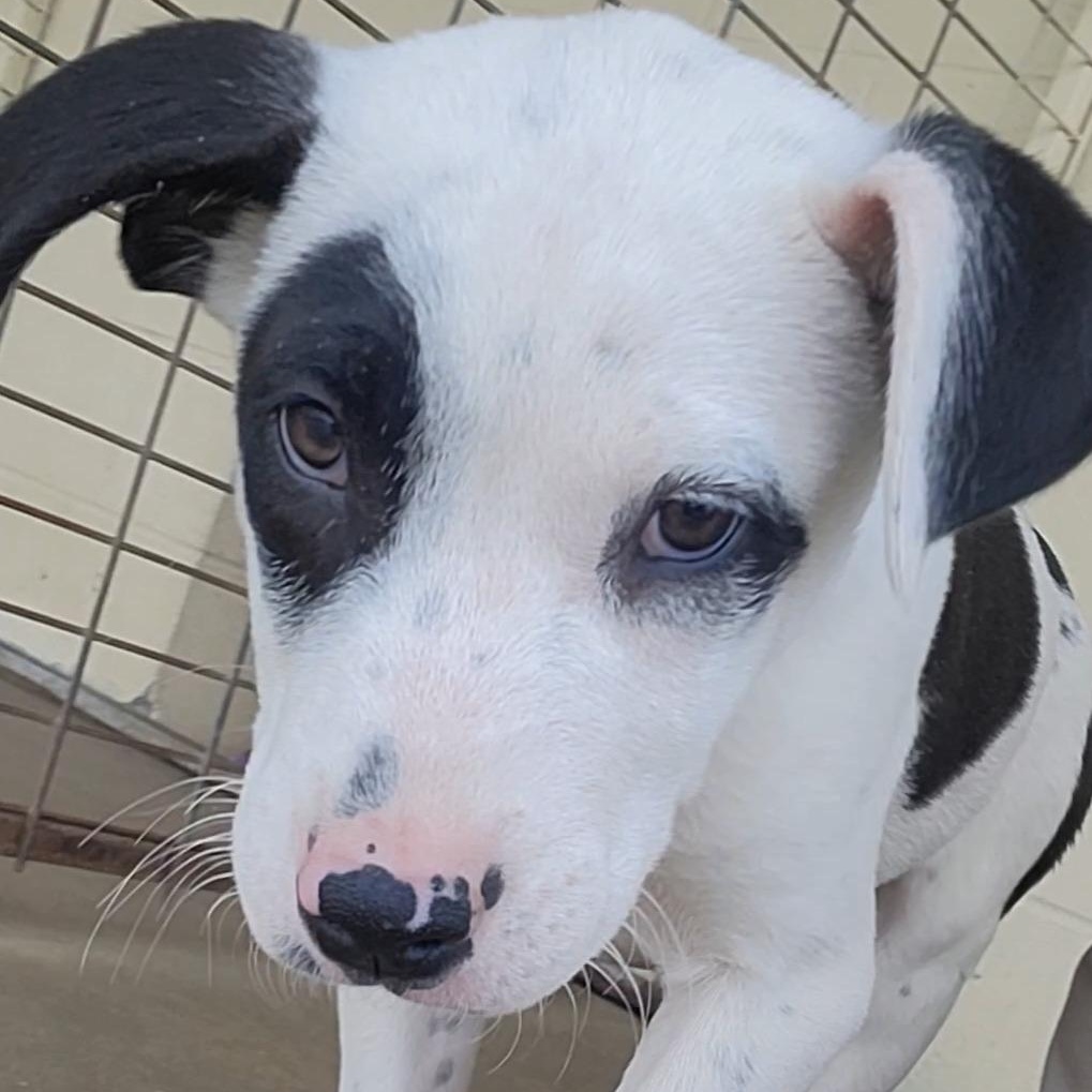 Rosey, ADOPTABLE, Puppy Female Catahoula Leopard Dog.