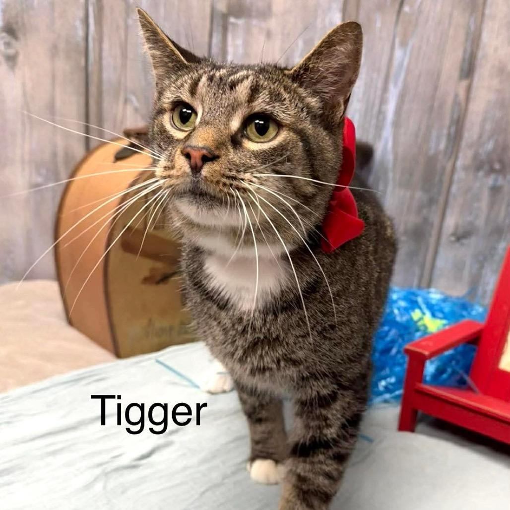 Tigger, Adoptable, Senior Male Domestic Short Hair.