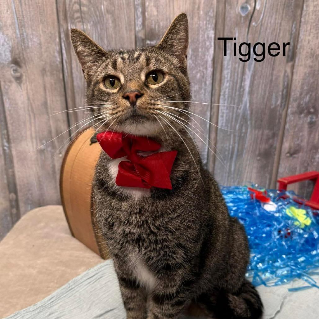Tigger, a Adoptable Domestic Short Hair in Parkersburg, WV image 2/6