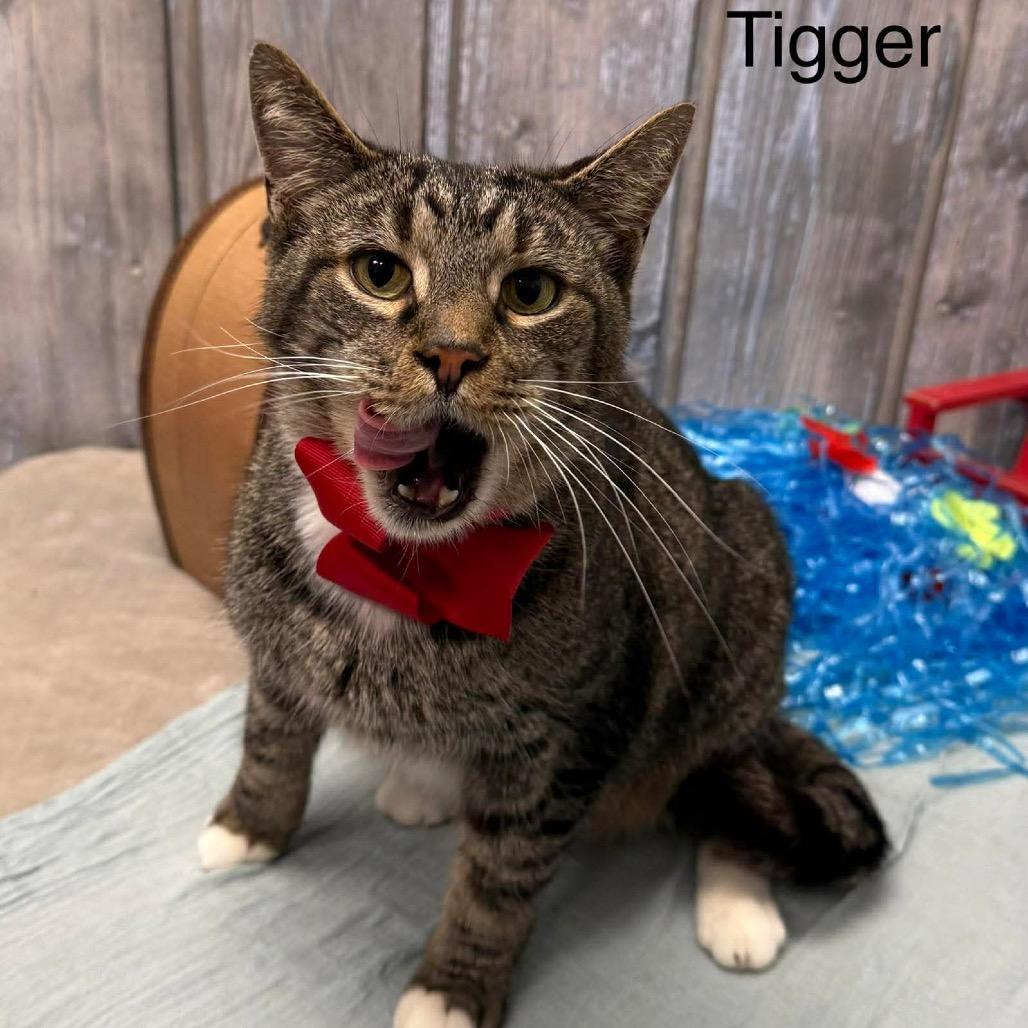 Tigger, a Adoptable Domestic Short Hair in Parkersburg, WV image 3/6