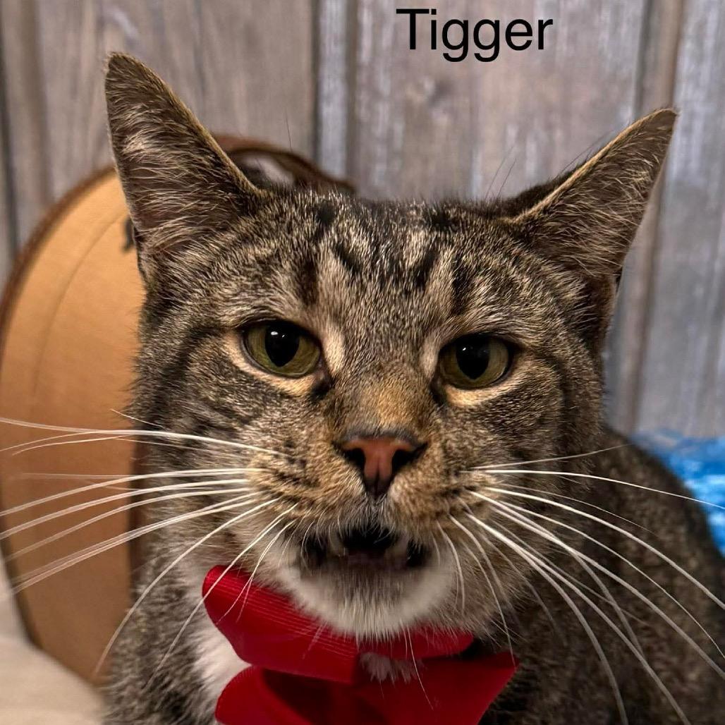 Tigger, a Adoptable Domestic Short Hair in Parkersburg, WV image 4/6