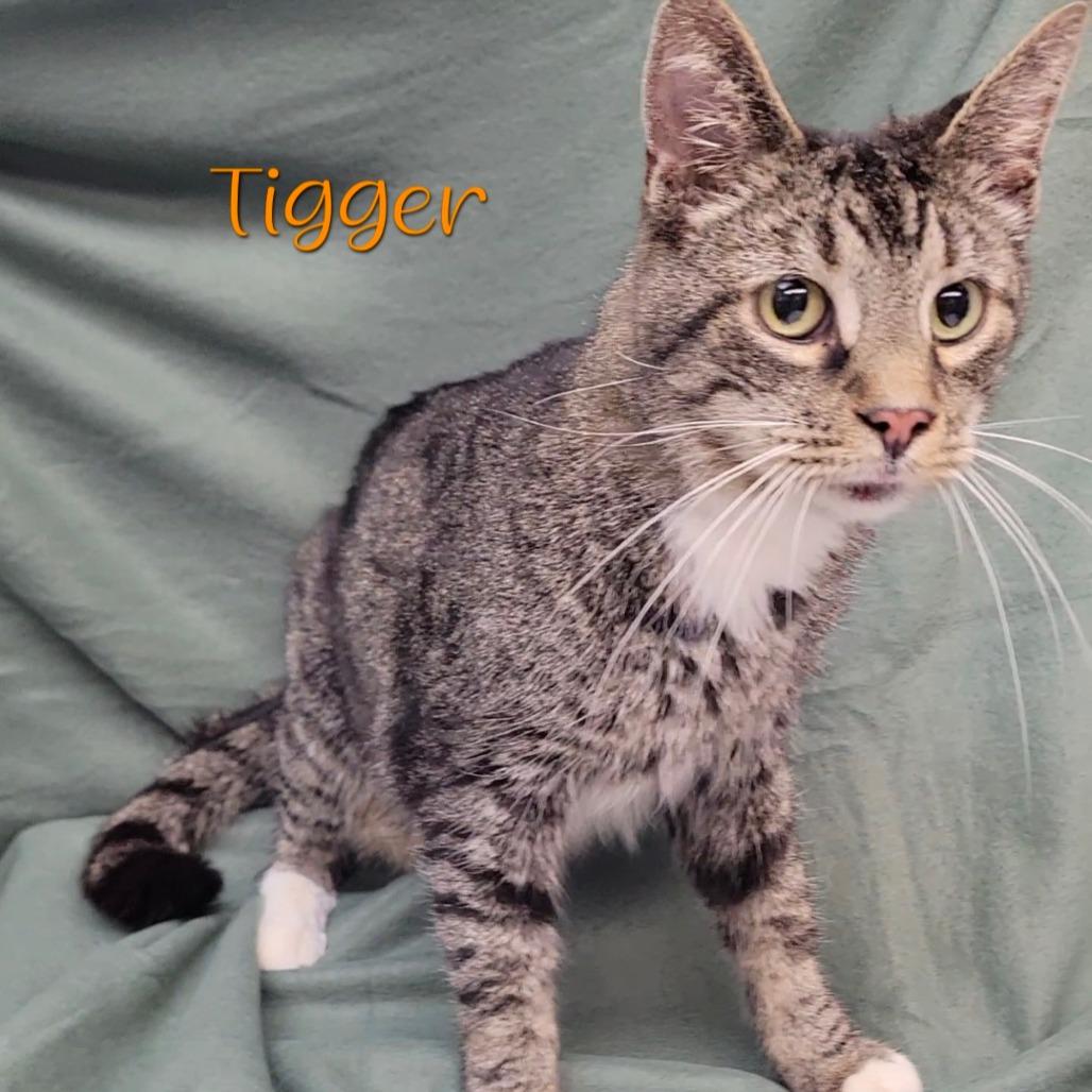 Tigger, a Adoptable Domestic Short Hair in Parkersburg, WV image 5/6