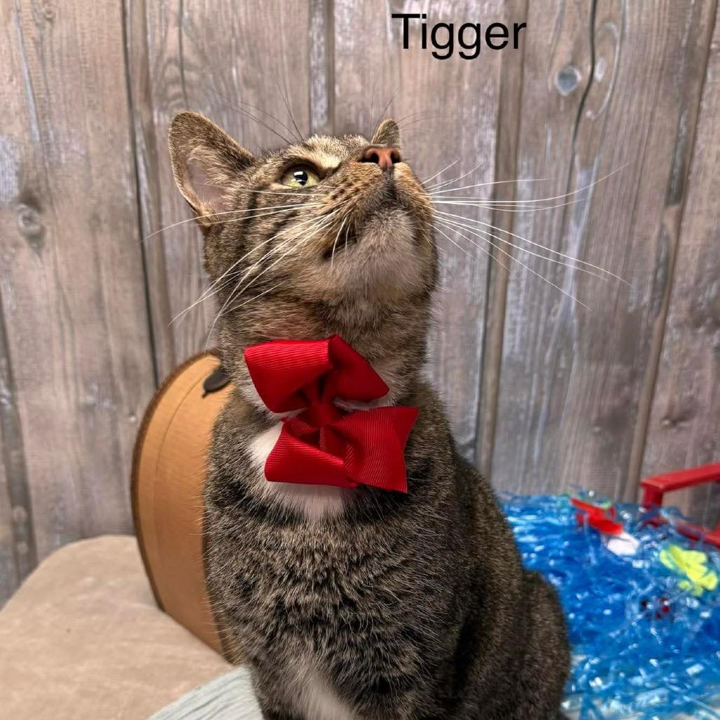 Tigger, a Adoptable Domestic Short Hair in Parkersburg, WV image 6/6