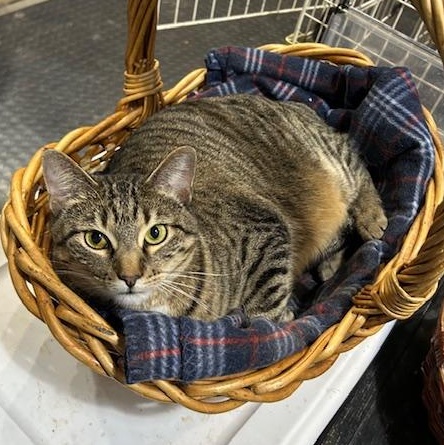 Callie, a Adopted Domestic Short Hair in Devils Lake, ND image 1/2