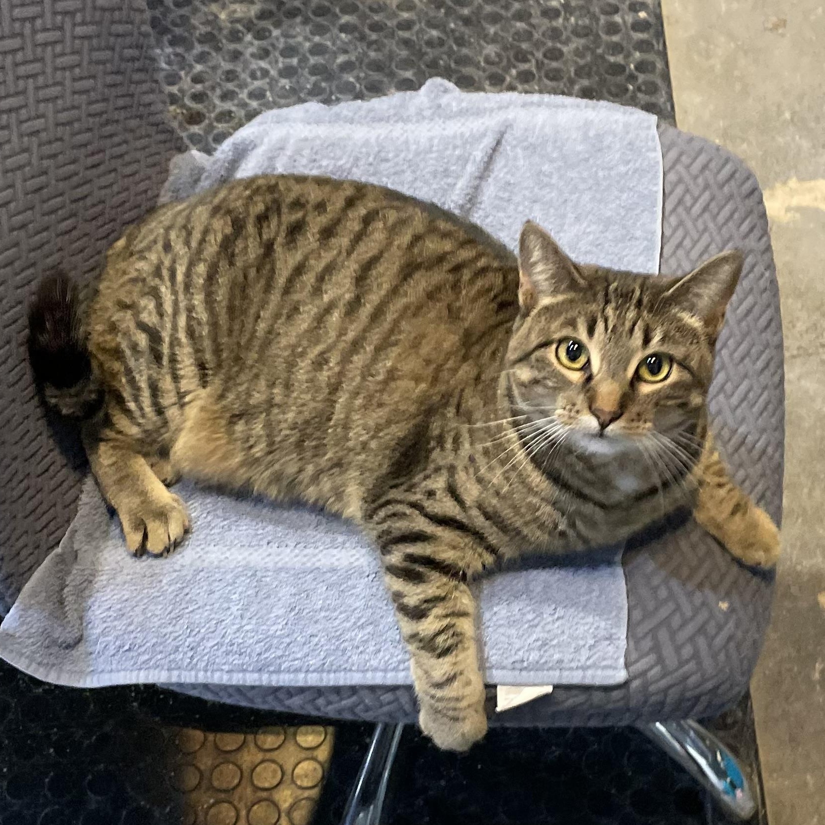 Callie, a Adopted Domestic Short Hair in Devils Lake, ND image 2/2