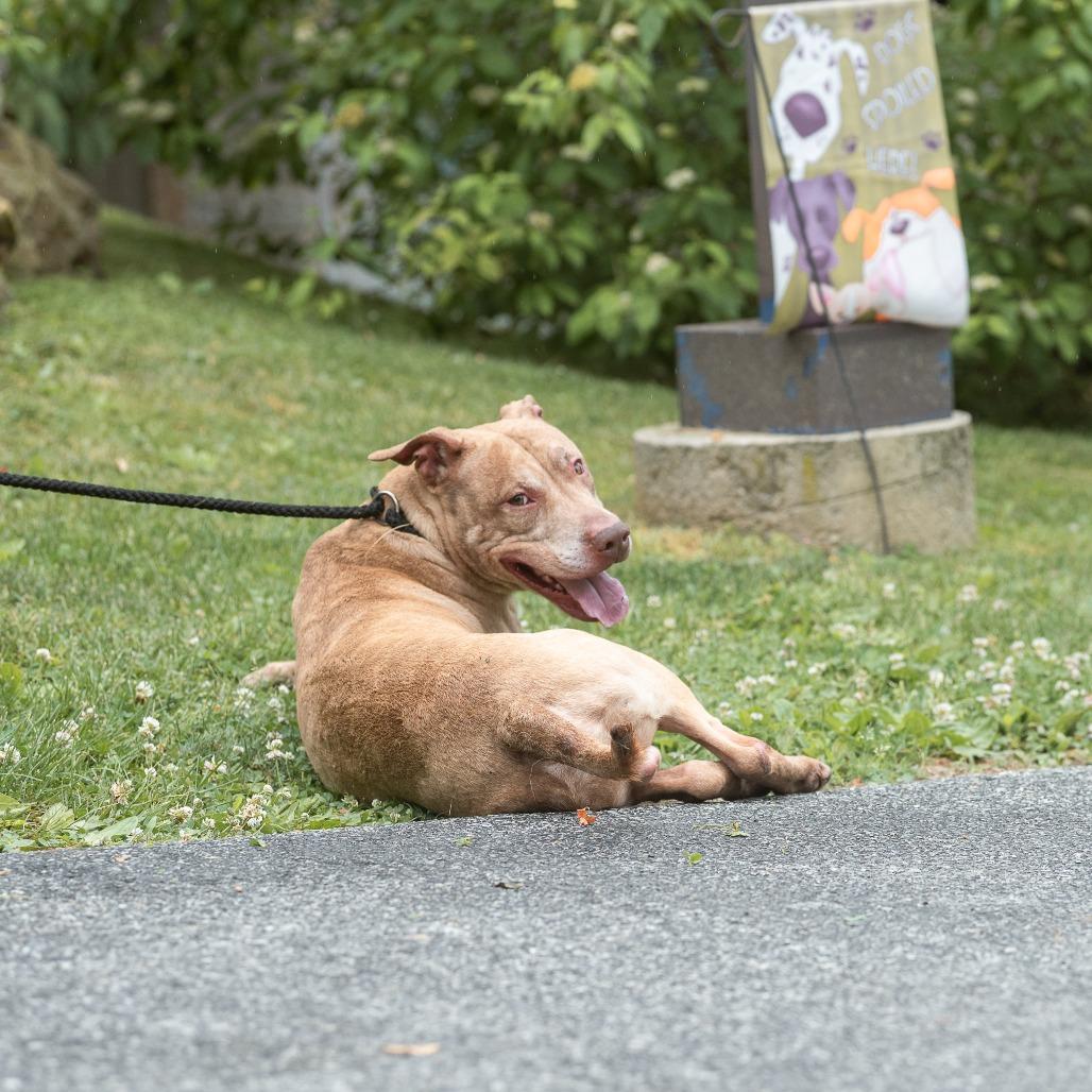 Bernard, a ADOPTABLE Pit Bull Terrier in Chester Springs, PA image 6/6