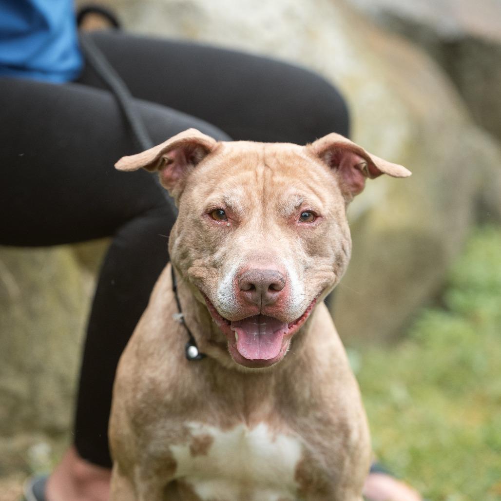 Bernard, a ADOPTABLE Pit Bull Terrier in Chester Springs, PA image 4/6