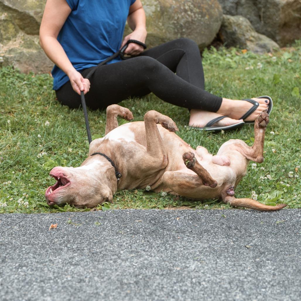 Bernard, a ADOPTABLE Pit Bull Terrier in Chester Springs, PA image 5/6