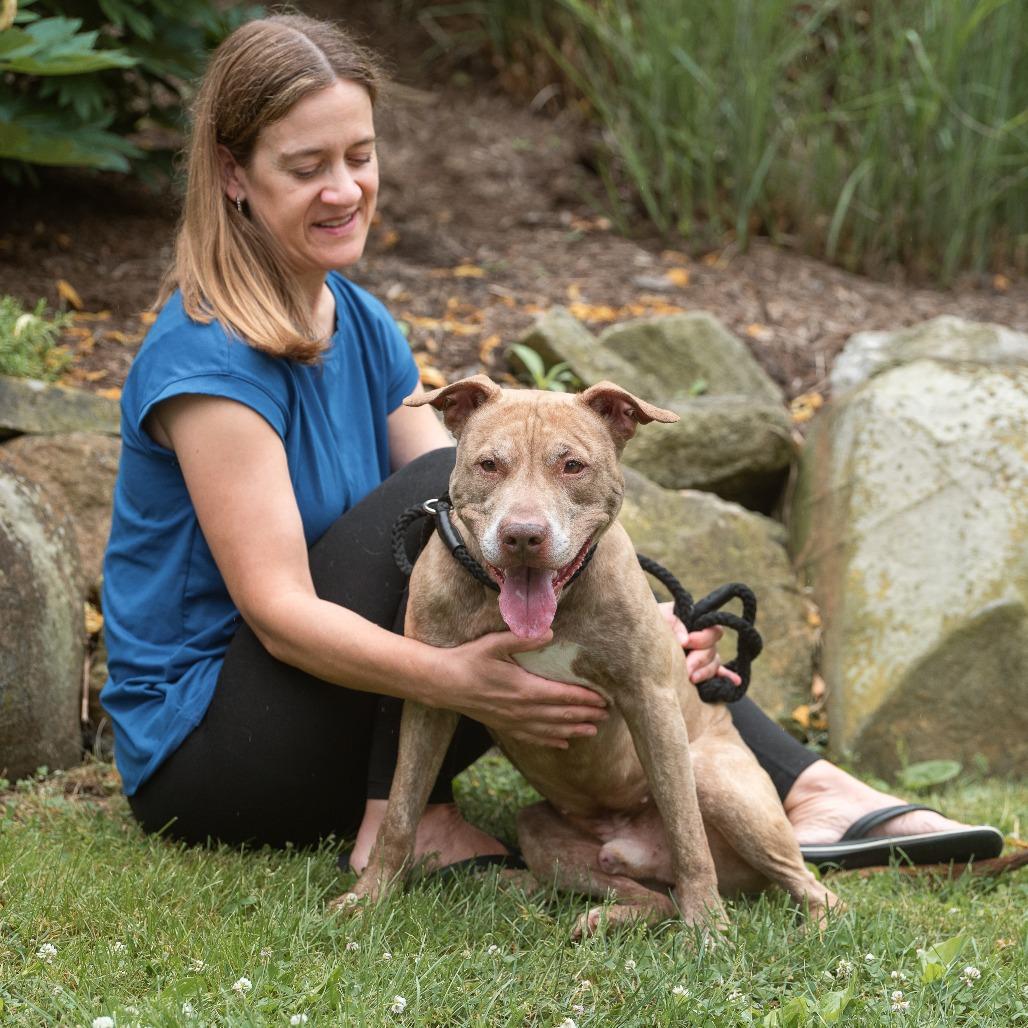 Bernard, ADOPTABLE, Adult Male Pit Bull Terrier.