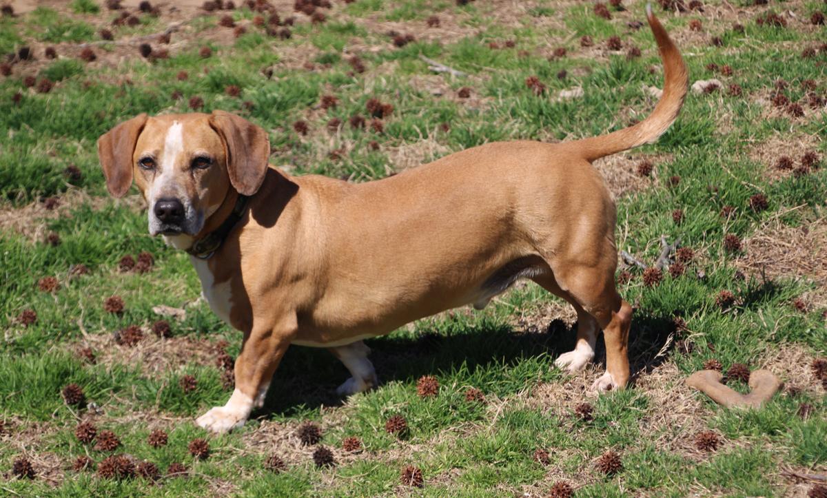 Elmer, Adopted, Adult Male Basset Hound & Beagle.