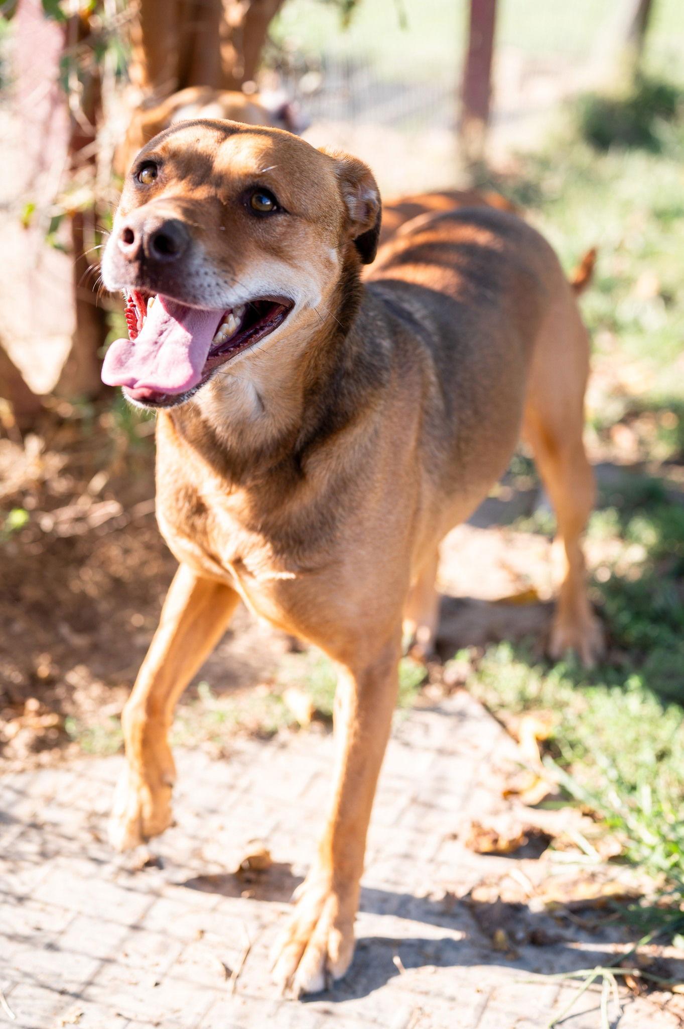 Enlarge Lil Mac, a Adoptable Hound in Poland, IN image 1/2