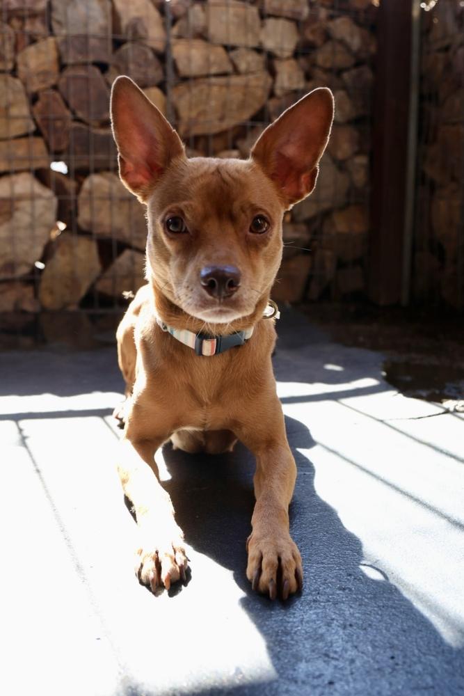 Robin, ADOPTABLE, Adult Female Chihuahua.