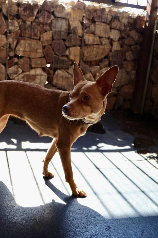 Enlarge Robin, a ADOPTABLE Chihuahua in TUCSON, AZ image 2/4