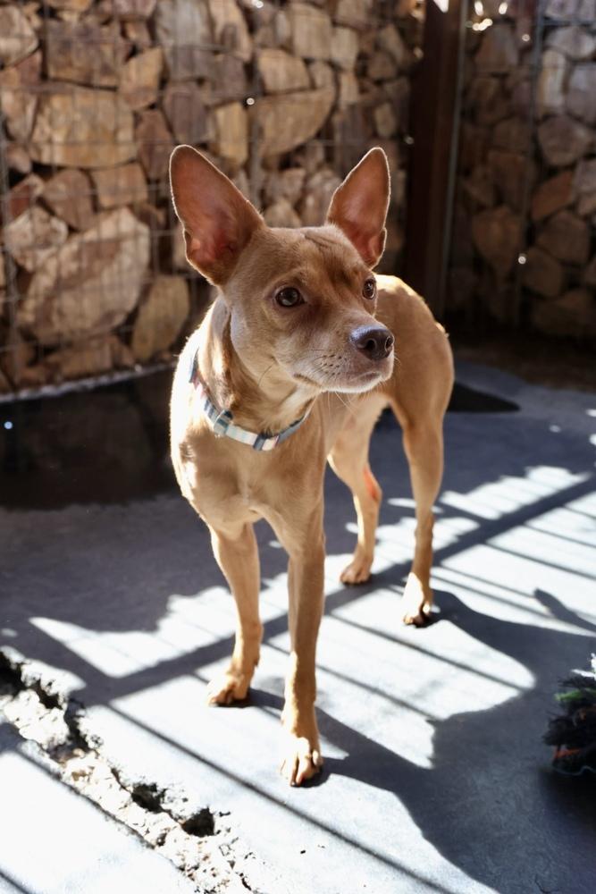 Enlarge Robin, a ADOPTABLE Chihuahua in TUCSON, AZ image 4/4