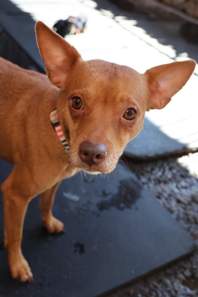 Enlarge Robin, a ADOPTABLE Chihuahua in TUCSON, AZ image 3/4