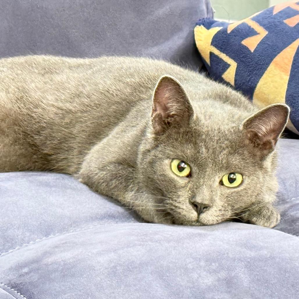 Sterling thumbnail 2