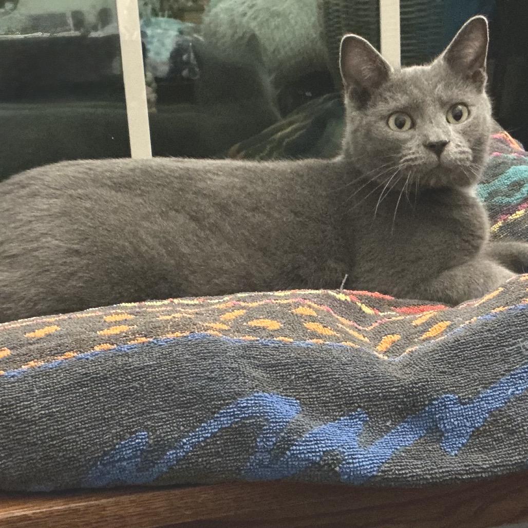 Sterling thumbnail 3