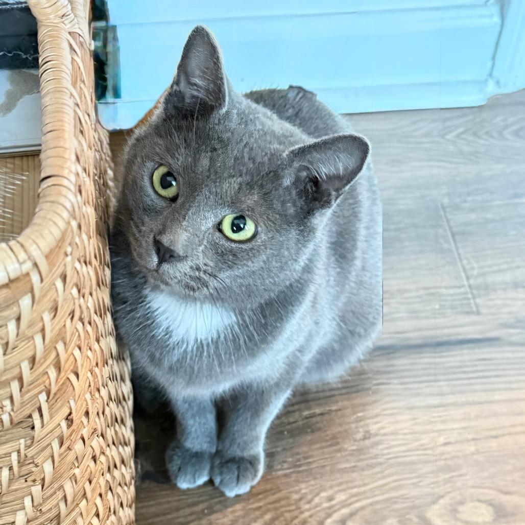 Sterling thumbnail 4