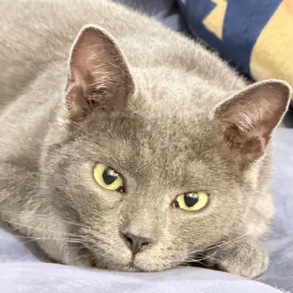 Sterling thumbnail 5