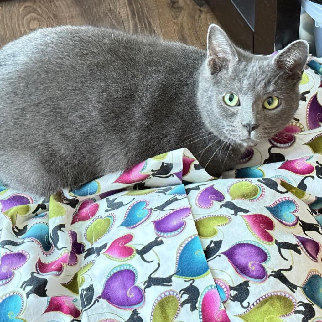 Sterling thumbnail 6