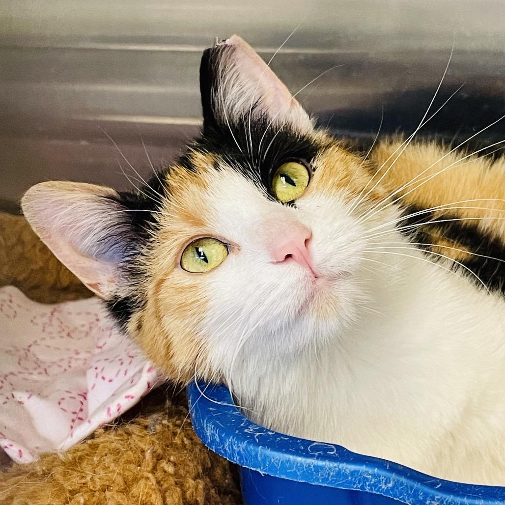 Enlarge Penelope, a Adoptable Domestic Short Hair in Columbia Station, OH image 1/3