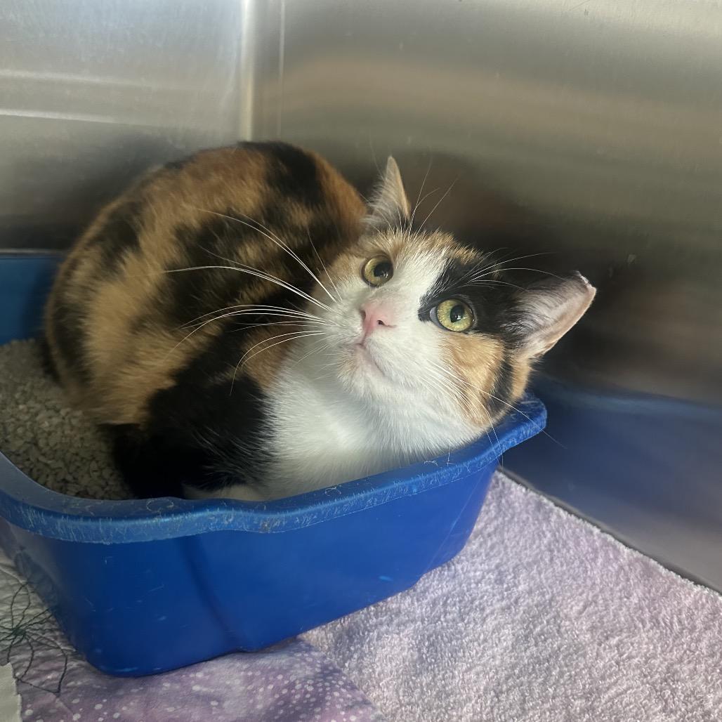 Enlarge Penelope, a Adoptable Domestic Short Hair in Columbia Station, OH image 2/3