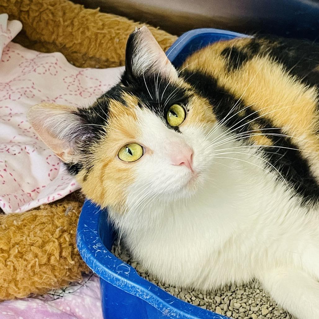 Enlarge Penelope, a Adoptable Domestic Short Hair in Columbia Station, OH image 3/3