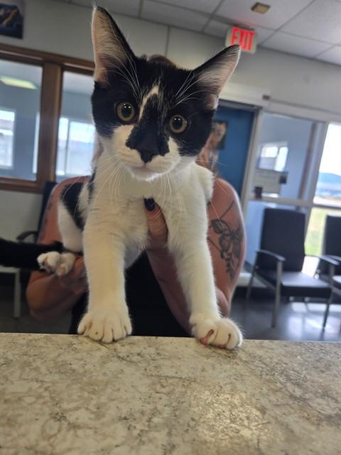 JERSEY, Adoptable, Young Male Domestic Short Hair.