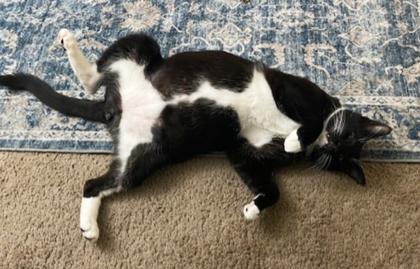 Figgy, Adoptable, Adult Male Domestic Short Hair & Domestic Short Hair.