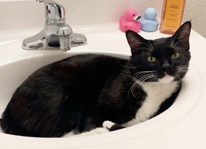 Enlarge Figgy, a Adoptable Domestic Short Hair in Encinitas, CA image 2/3