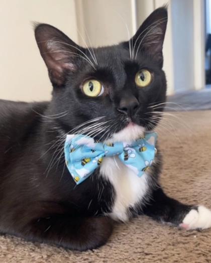 Enlarge Figgy, a Adoptable Domestic Short Hair in Encinitas, CA image 3/3