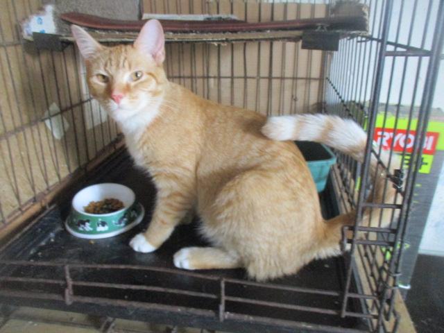 Enlarge Big Lover-adopted 8-9-25, a Adopted Domestic Short Hair in Detroit, MI image 1/4