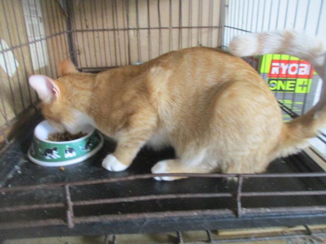 Enlarge Big Lover-adopted 8-9-25, a Adopted Domestic Short Hair in Detroit, MI image 3/4