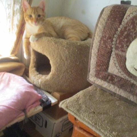 Enlarge Big Lover-adopted 8-9-25, a Adopted Domestic Short Hair in Detroit, MI image 4/4