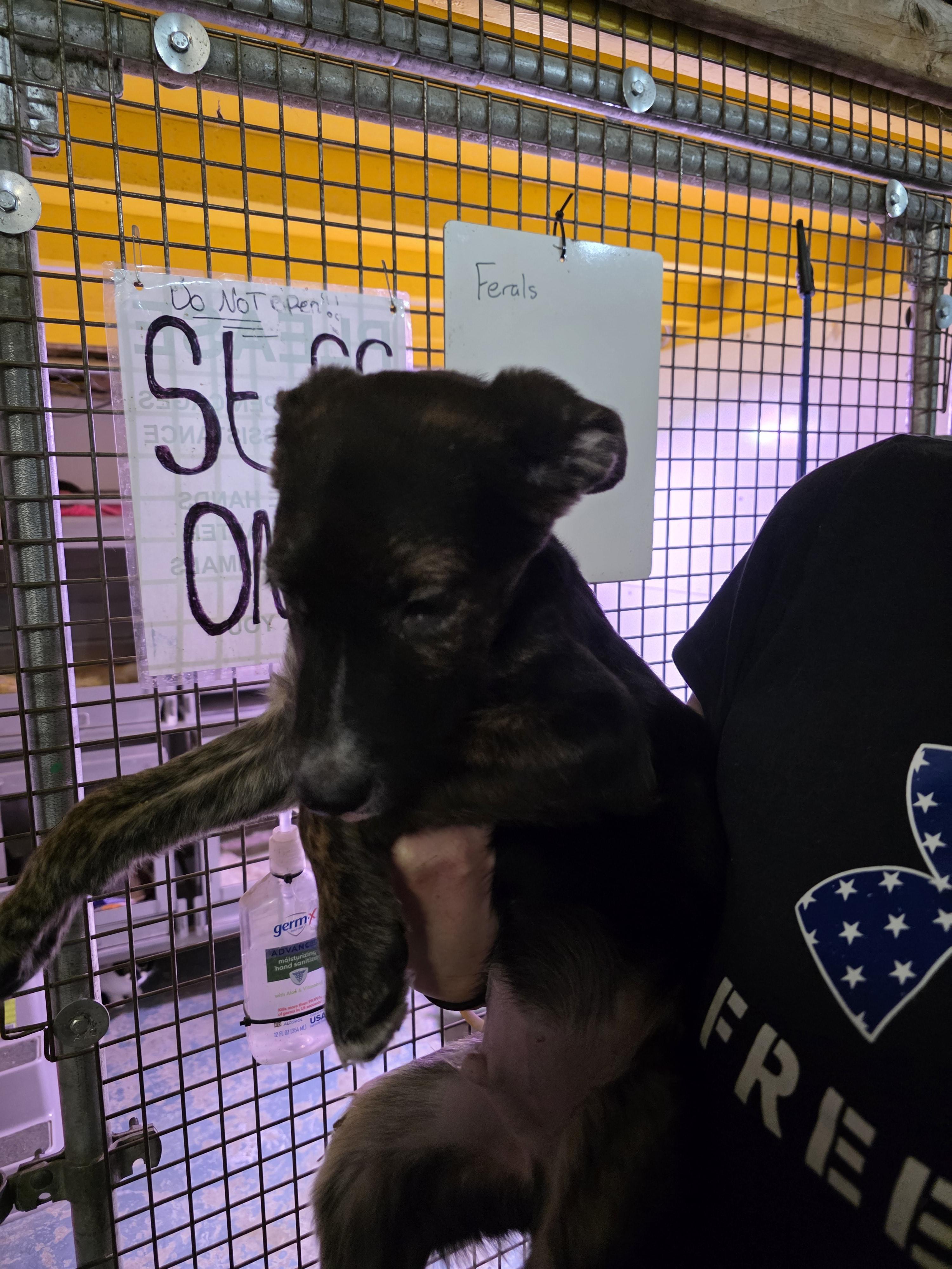 P-31 Axel, an adoptable Shepherd in Billings, MT, 59101 | Photo Image 2