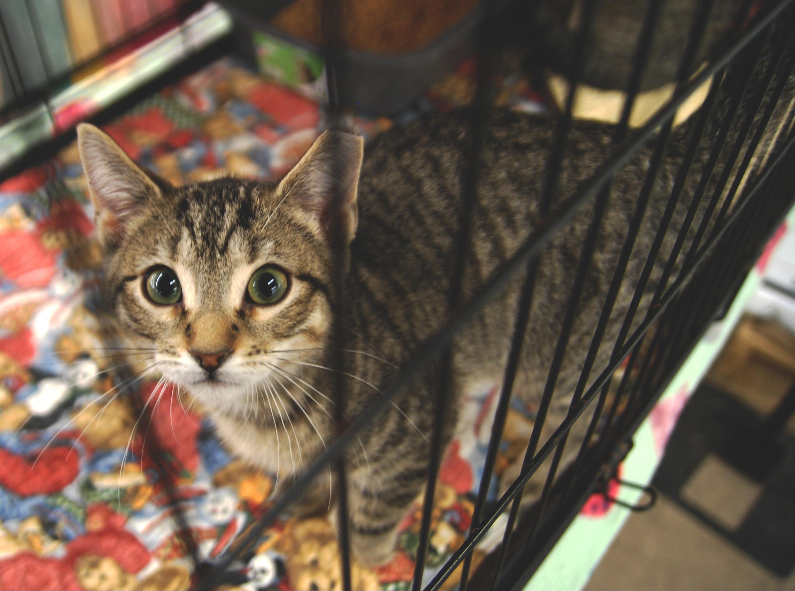 Rye, ADOPTABLE, Young Male Domestic Short Hair.