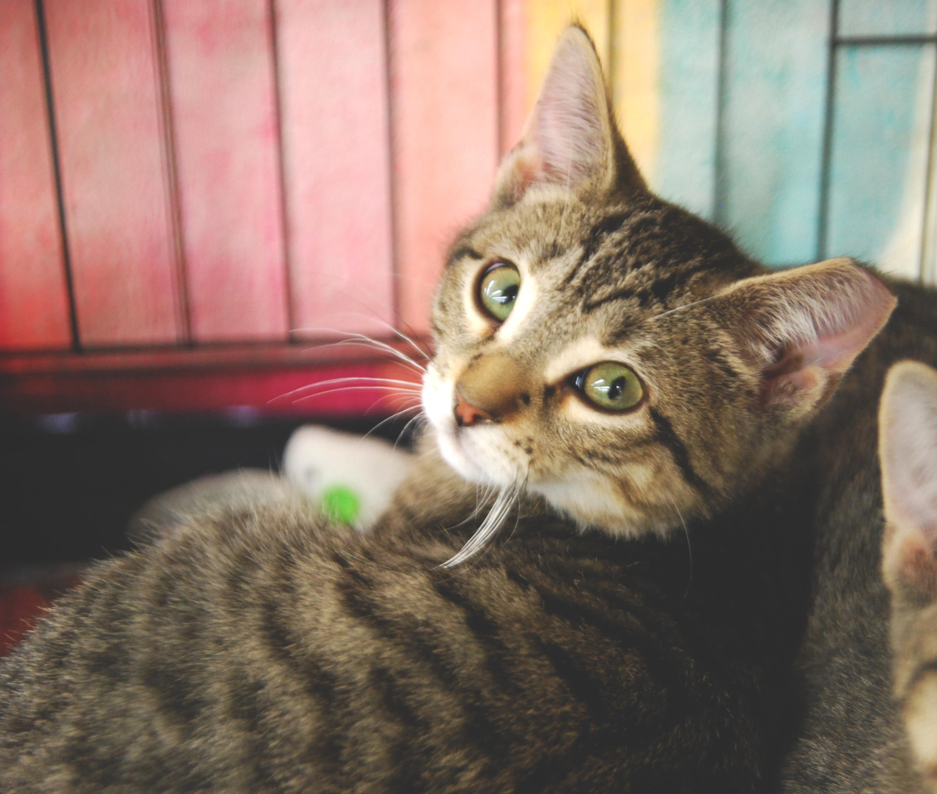 Enlarge Rye, a ADOPTABLE Domestic Short Hair in Shell Lake, WI image 2/2